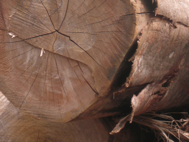 La filiera del legno in Amiata sotto i riflettori di agronomi e forestali