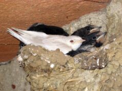 Danneggia i nidi di rondine, sanzionato 60enne dai Forestali Nidi di rondine nel mirino di un 60enne