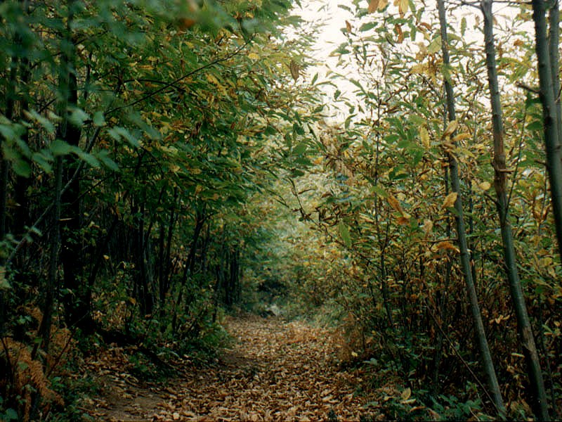 Si perde e trascorre notte nel bosco, salvato