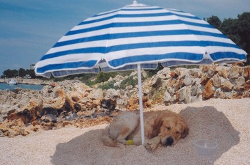 Spiagge a misura di animali, Emilia Romagna regione “animal friendly”. Toscana seconda con 12 stabilimenti
