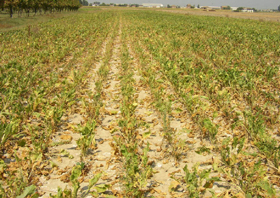 Siccità in Toscana. Dopo lo stato emergenza urgenti interventi per salvare le aziende agricole
