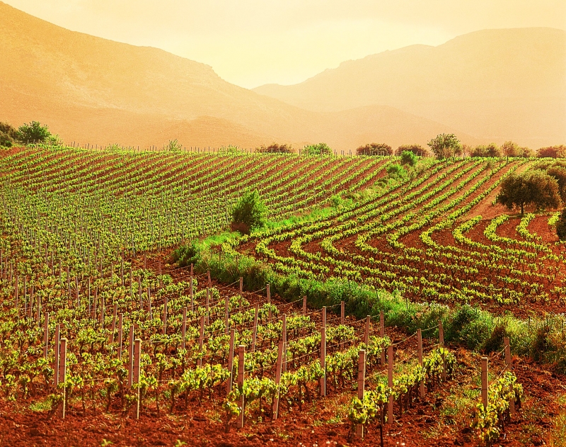 Vendemmia in corso, gli agronomi confermano una qualità ottima in tutta Italia