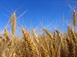 A Firenze via al mese dell’Agriqualità, sperimentazione e tradizione con i prodotti a marchio Toscana Cereali