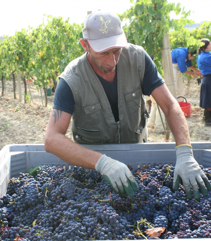 Parte la vendemmia in Toscana. Previsto un calo del 20 per cento