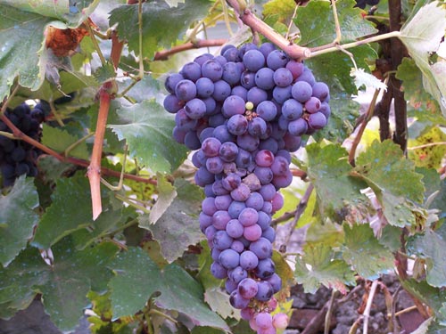 La Toscana del vino attende la vendemmia e prevede qualità ottima grazie alle piogge