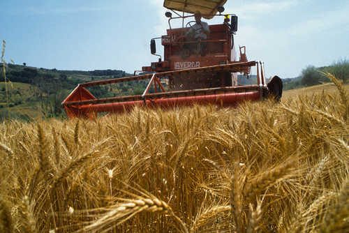 Morte del grano italiano. 500 agricoltori e trattori al casello autostradale: basta speculazioni e misure urgenti per salvare il settore
