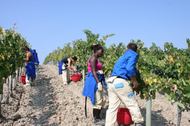 La vendemmia "Vigna della Pace" edizione 2011
