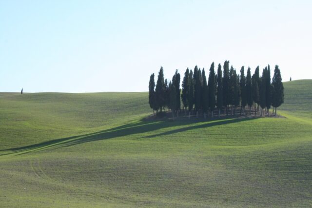 Uno dei paesaggi di cipressi più celebri della Toscana nel Comune di San Quirico d'Orcia (SI) nel Parco della Valdorcia