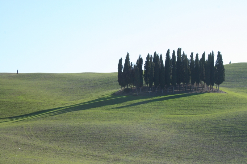 Turismo, senza cipressi non è Toscana