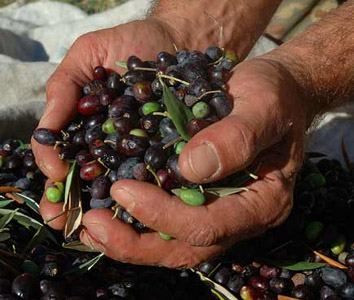 Grande qualità per la produzione olearia toscana nel 2012