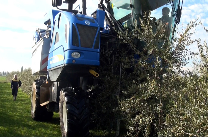 Il risparmio nella raccolta delle olive cresce nell’impianto superintensivo alle porte di Siena