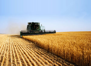 Psr, 5 milioni di euro per l’agricoltura toscana con i bandi in corso della regione