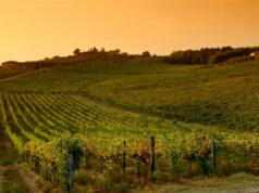 Toscana ancora in testa come meta enogastronomica: gli americani innamorati del Chianti