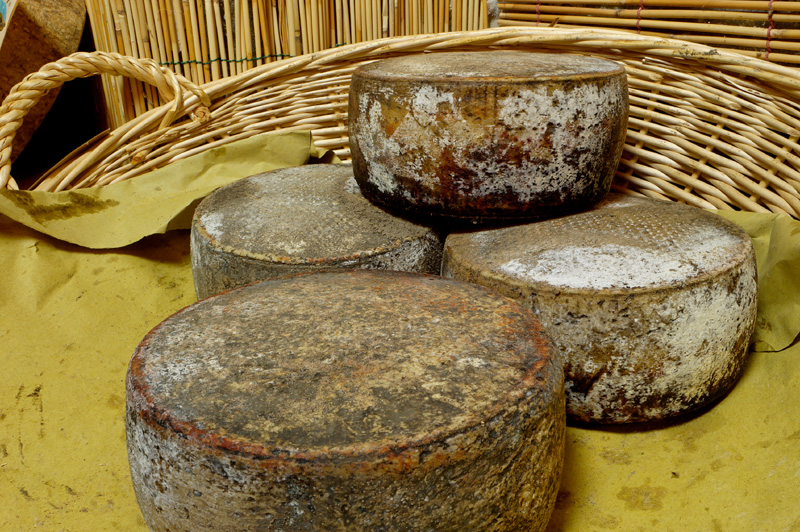 Sorridono gli amanti del formaggio, le Università di Pisa e Cagliari producono il pecorino anticolesterolo