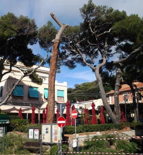 Taglio del pino secolare, il giorno più lungo di Castiglioncello