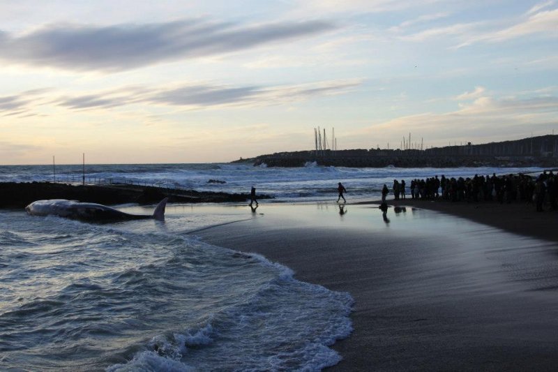 Livorno, il dramma della balenottera spiaggiata