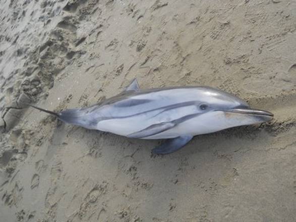 Spiaggiamenti di delfini sulle coste tirreniche, trovato il colpevole. E’ il morbillivirus