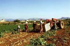 Ossigeno per l’agricoltura. Contributi per 15 milioni di euro dalla Regione Toscana