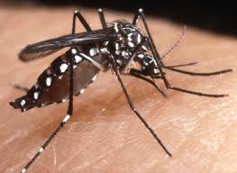 Lotta alla zanzara tigre, coriandolo e ruta i rimedi più efficaci e salutari. Lo rivela una ricerca pisana