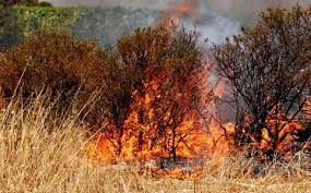 Uomini e mezzi a tutela dei boschi, in Toscana attiva task force per prevenire gli incendi