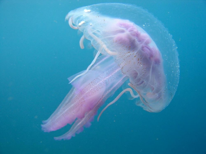 Controlli sulla filiera della esca, sequestrate 3 tonnellate di meduse