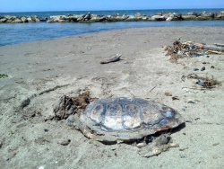 Tre tartarughe marine trovate morte a San Rossore