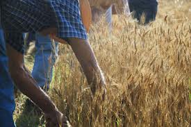 Agricoltura moderna e sostenibile, la Toscana investe 66 milioni in pesca, zootecnia e foreste