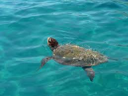 Un Gps sul carapace rivela la rotta delle tartarughe marine nel mar Tirreno