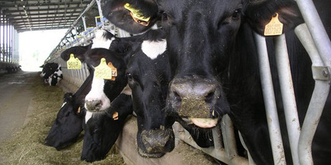 Volterra, stop a deiezioni da allevamenti zootecnici fino al 15 settembe. Pesanti sanzioni per i trasgressori