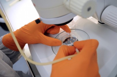 Metodo stamina, anche un toscano tra i dieci esperti nazionali per la sperimentazione