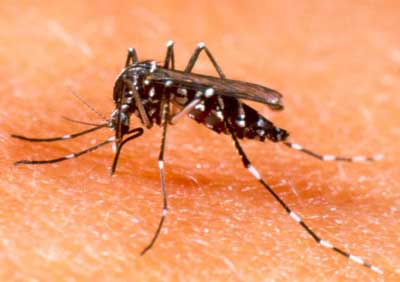 Zika in Toscana. Arezzo, si ammala al ritorno da America centrale. Al via la disinfestazione