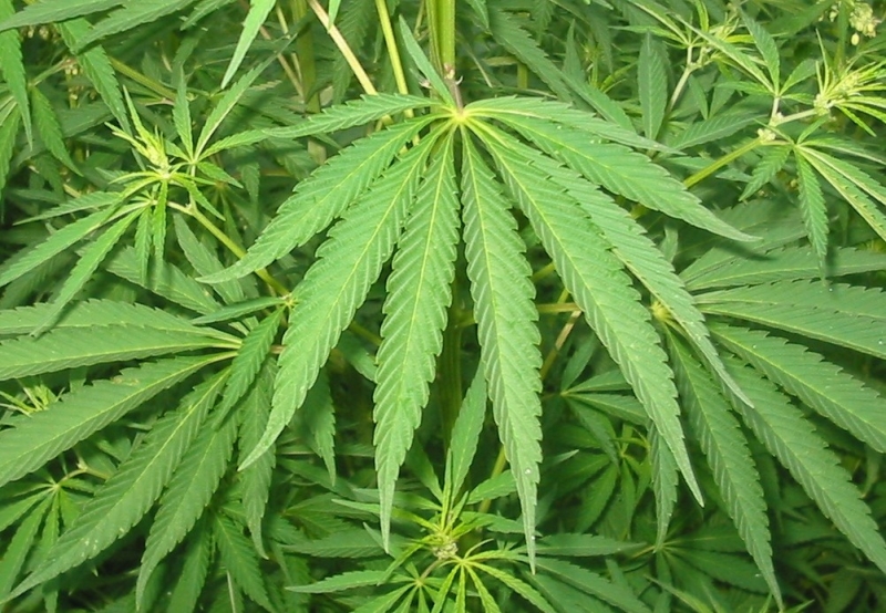 Coppia coltiva cannabis nel giardino di casa, arrestata a San Miniato di Pisa