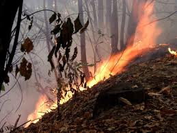 Incendi, 5 ettari di bosco a fuoco nel giorno di Ferragosto
