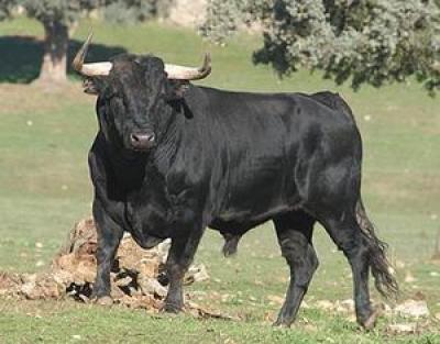 Toro carica una coppia di tedeschi in vacanza ad Arezzo