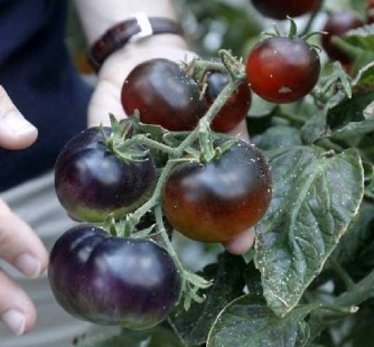 Ricerca made in Toscana, il pomodoro nero è immune all’attacco dei funghi