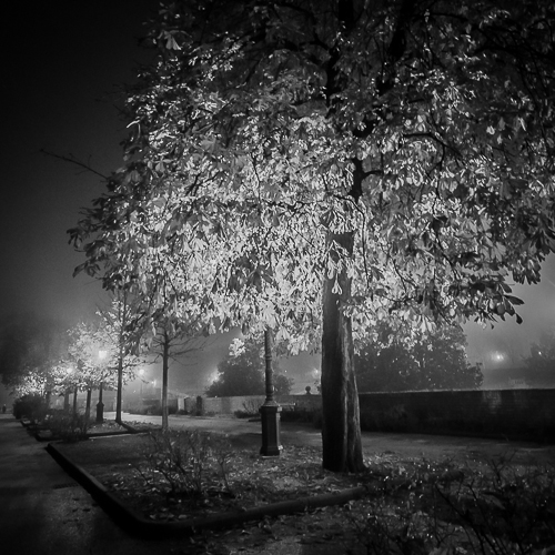 foglie.jpg