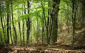 La Ue bacchetta la Toscana: «Fondi per foreste sprecati»