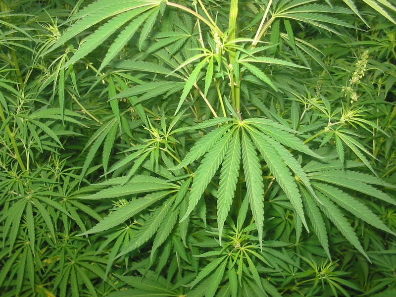 Dal tubero all’erba. Siena, cerca tartufi ma trova piantagione marijuana