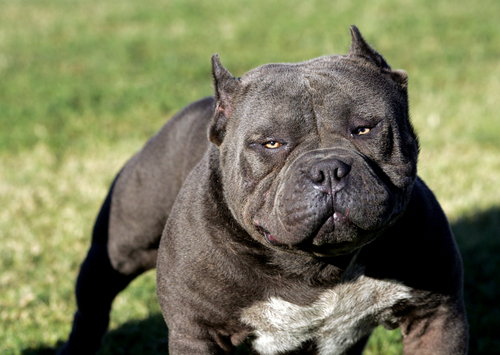 ‘Cave canem’. Mette pit-bull a guardia della droga, arrestato dai Carabinieri