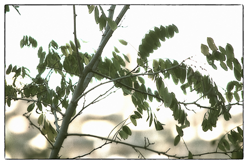 verde_speranza.jpg