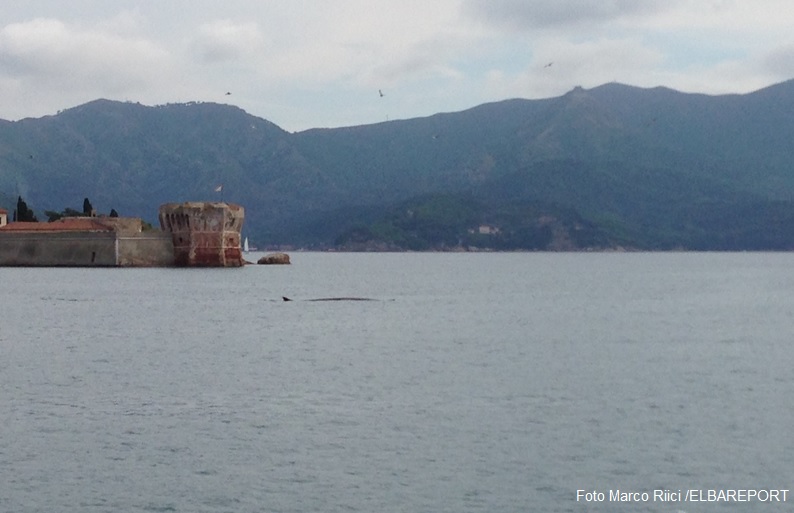 Due balenottere avvistate a Portoferraio, una è ferita