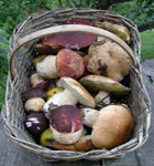 Tempo di funghi, i corsi per imparare a riconoscerli