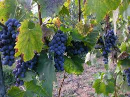 Tre nuovi cloni di Sangiovese e Foglia Tonda a marchio Consorzio Agrario di Siena