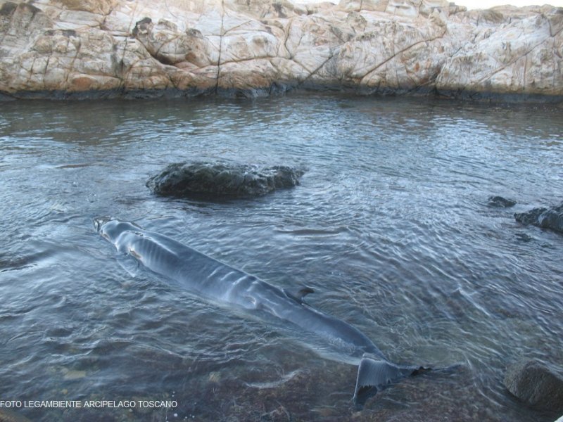 Isola d’Elba, le immagini della balenottera spiaggiata