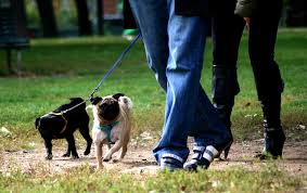 Al cimitero con il cane, dal 1 dicembre a Livorno si può