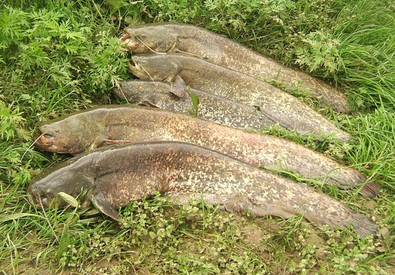 Biodiversità a rischio nell’Arno, i pesci siluro divorano le altre specie