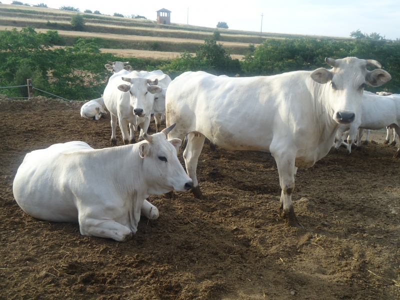 La grande disfida di Chianina a colpi di bistecche. Cena-degustazione con cento tagli di Vitellone Bianco IGP in limited edition