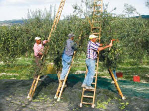 Cadono dagli olivi, tre infortunati nell’aretino. Due sono gravi