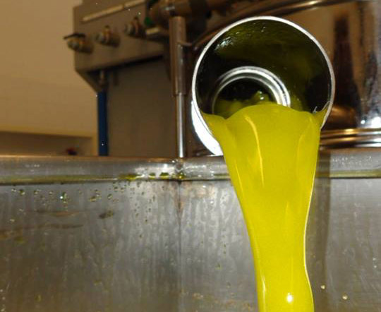 L’olio extravergine di oliva toscano si svela. Giornalisti e bloggers incontrano i produttori