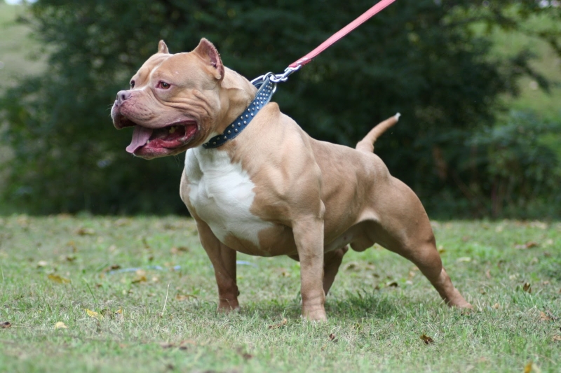 Pitbull soccorso. Il padrone gli aveva mozzato le orecchie con forbici per uso domestico